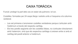 CAIXA TORÀCICA
Funció: protegir la part dels cos on estan els pulmons i el cor.
Costelles: formades per 24 ossps llargs i estrets units a l’esquena a la columna
vertebral.
- Les set primeres s’anomenen costelles verdaderes perque s’articulen amb
l’estèrnum a través del respectiu cartílag.
- Els tres parells següents són les costelles falses, no s’articulen directament
amb l’esternùm, sinó que els respectius cartílags s’uneixen entre si amb el
cartílag del parell anterior a l’estèrnum.
 