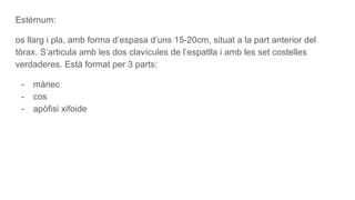 Estèrnum:
os llarg i pla, amb forma d’espasa d’uns 15-20cm, situat a la part anterior del
tòrax. S’articula amb les dos clavícules de l’espatlla i amb les set costelles
verdaderes. Està format per 3 parts:
- mànec
- cos
- apòfisi xifoide
 