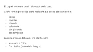 El cap el formen el crani i els ossos de la cara.
Crani: format per ossos plans resistent. Els ossos del crani són 8:
- frontal
- occipital
- etmoide
- esfenoide
- dos parietals
- dos temporals
La resta d’ossos del crani, fins els 29, són:
- sis ossos a l’oïda
- l’os hioides (base de la llengua)
 