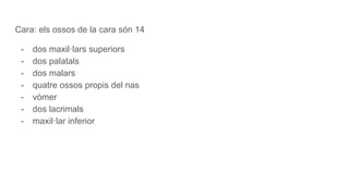 Cara: els ossos de la cara són 14
- dos maxil·lars superiors
- dos palatals
- dos malars
- quatre ossos propis del nas
- vòmer
- dos lacrimals
- maxil·lar inferior
 