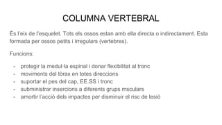 COLUMNA VERTEBRAL
És l’eix de l’esquelet. Tots els ossos estan amb ella directa o indirectament. Esta
formada per ossos petits i irregulars (vertebres).
Funcions:
- protegir la medul·la espinal i donar flexibilitat al tronc
- moviments del tòrax en totes direccions
- suportar el pes del cap, EE.SS i tronc
- subministrar insercions a diferents grups msculars
- amortir l’acció dels impactes per disminuir el risc de lesió
 