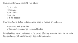 Estructura: formada per 32-34 vertebres
- 7 cervicals
- 12 dorsals
- 5 lumbars
- 5 sacres
- 3-5 del còccixs
Forma: la forma de les vertebres varia segons l’alçada on es troben.
- més avall: més gruixudes
- més amunt: més primes i especialitzades
Les vèrtebres estan perforades en el centre, i formen un canal protector, on esta
la medula espinal, que forma part dels sistema nervios.
 