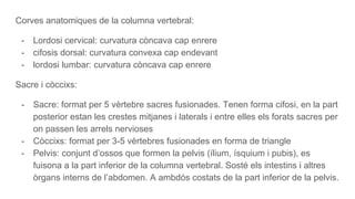 Corves anatomiques de la columna vertebral:
- Lordosi cervical: curvatura còncava cap enrere
- cifosis dorsal: curvatura convexa cap endevant
- lordosi lumbar: curvatura còncava cap enrere
Sacre i còccixs:
- Sacre: format per 5 vèrtebre sacres fusionades. Tenen forma cifosi, en la part
posterior estan les crestes mitjanes i laterals i entre elles els forats sacres per
on passen les arrels nervioses
- Còccixs: format per 3-5 vèrtebres fusionades en forma de triangle
- Pelvis: conjunt d’ossos que formen la pelvis (ílium, ísquium i pubis), es
fuisona a la part inferior de la columna vertebral. Sosté els intestins i altres
òrgans interns de l’abdomen. A ambdós costats de la part inferior de la pelvis.
 