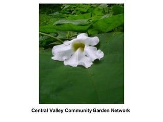 Central Valley Community Garden Network 