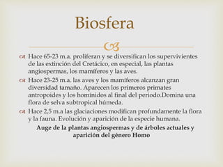  Hace 65-23 m.a. proliferan y se diversifican los supervivientes
de las extinción del Cretácico, en especial, las plantas
angiospermas, los mamíferos y las aves.
 Hace 23-25 m.a. las aves y los mamíferos alcanzan gran
diversidad tamaño. Aparecen los primeros primates
antropoides y los homínidos al final del periodo.Domina una
flora de selva subtropical húmeda.
 Hace 2,5 m.a las glaciaciones modifican profundamente la flora
y la fauna. Evolución y aparición de la especie humana.
Auge de la plantas angiospermas y de árboles actuales y
aparición del género Homo
Biosfera
 