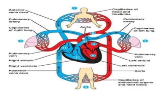 Comprehensive Overview of the Cardiovascular System: Anatomy ...