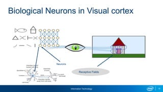 Information Technology 10
Biological Neurons in Visual cortex
Receptive Fields
Neurons
 