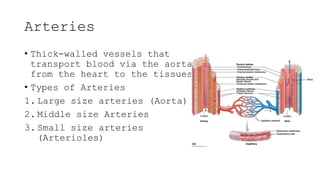 Arteries
• Thick-walled vessels that
transport blood via the aorta
from the heart to the tissues
• Types of Arteries
1. La...
