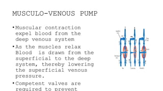 MUSCULO-VENOUS PUMP
• Muscular contraction
expel blood from the
deep venous system
• As the muscles relax
Blood is drawn f...