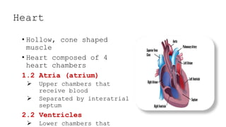 Heart
• Hollow, cone shaped
muscle
• Heart composed of 4
heart chambers
1.2 Atria (atrium)
 Upper chambers that
receive b...