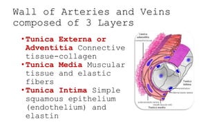 Wall of Arteries and Veins
composed of 3 Layers
• Tunica Externa or
Adventitia Connective
tissue-collagen
• Tunica Media M...