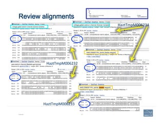 Review alignments
Example 87
HaztTmpM006234	
  
HaztTmpM006233	
  
HaztTmpM006232	
  
 