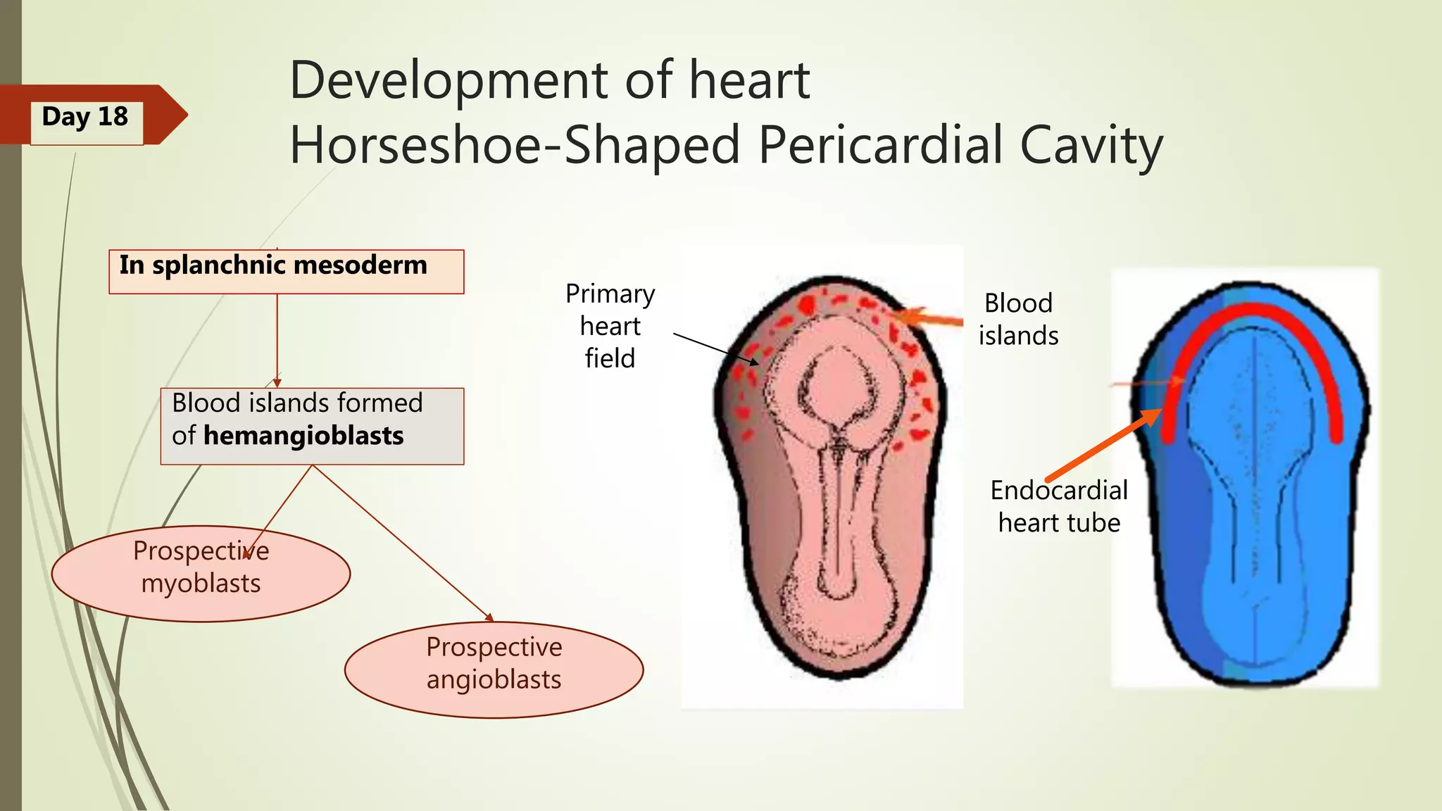 Mesodermal Heart Cardiovascular System Development | PPTX