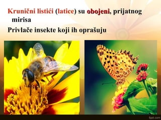 Krunični listići (latice) su obojeniobojeni, prijatnog
mirisa
Privlače insekte koji ih oprašuju
 