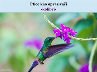 Ptice kao oprašivači
-kolibri-
 