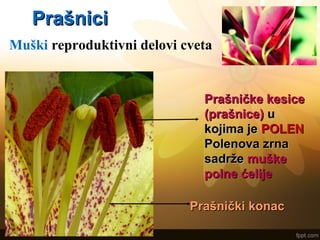 PrašniciPrašnici
Muški reproduktivni delovi cveta
Prašnički konacPrašnički konac
Prašničke kesicePrašničke kesice
(prašnice)(prašnice) uu
kojima jekojima je POLENPOLEN
Polenova zrnaPolenova zrna
sadržesadrže muškemuške
polne ćelijepolne ćelije
 