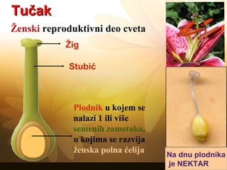 TučakTučak
Ženski reproduktivni deo cveta
Žig
Stubić
Plodnik u kojem se
nalazi 1 ili više
semenih zametaka,
u kojima se razvija
ženska polna ćelija
Na dnu plodnika
je NEKTAR
 