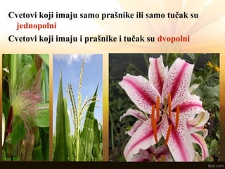 Cvetovi koji imaju samo prašnike ili samo tučak su
jednopolni
Cvetovi koji imaju i prašnike i tučak su dvopolni
 
