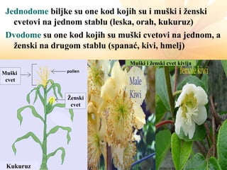 Jednodome biljke su one kod kojih su i muški i ženski
cvetovi na jednom stablu (leska, orah, kukuruz)
Dvodome su one kod kojih su muški cvetovi na jednom, a
ženski na drugom stablu (spanać, kivi, hmelj)
Muški
cvet
Ženski
cvet
Kukuruz
Muški i ženski cvet kivija
 