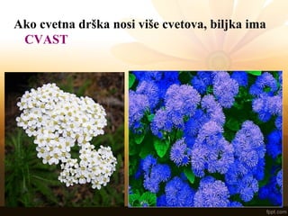 Ako cvetna drška nosi više cvetova, biljka ima
CVAST
 