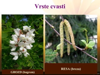 Vrste cvasti
GROZD (bagrem)
RESA (breza)
 