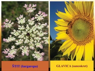 ŠTIT (šargarepa) GLAVICA (suncokret)
 