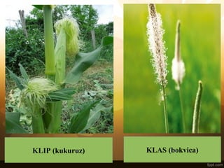 KLIP (kukuruz) KLAS (bokvica)
 