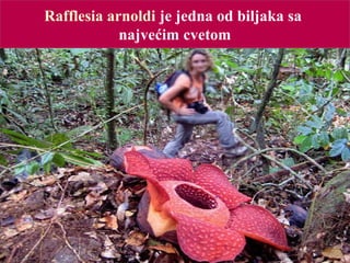 Rafflesia arnoldi je jedna od biljaka sa
najvećim cvetom
 