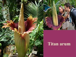 Titan arum
 