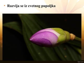 Razvija se iz cvetnog pupoljka
 