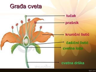 Građa cvetaGrađa cveta
tučak
prašnik
krunični listić
čašični listić
cvetna loža
cvetna drška
 