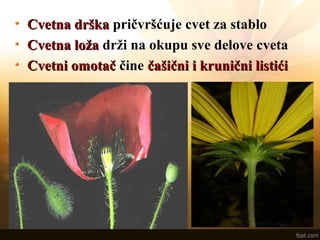 Cvetna drškaCvetna drška pričvršćuje cvet za stablo
Cvetna ložaCvetna loža drži na okupu sve delove cveta
Cvetni omotačCvetni omotač čine čašični i krunični listićičašični i krunični listići
 