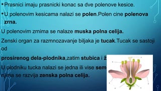 •Prasnici imaju prasnicki konac sa dve polenove kesice.
•U polenovim kesicama nalazi se polen.Polen cine polenova
zrna.
U polenovim zrnima se nalaze muska polna celija.
Zenski organ za razmnozavanje biljaka je tucak.Tucak se sastoji
od
prosirenog dela-plodnika,zatim stubica i žiga.
U plodniku tucka nalazi se jedna ili vise semenih zametaka.U
njima se razvija zenska polna celija.
 