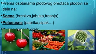 •Prema osobinama plodovog omotaca plodovi se
dele na:
•Socne (breskva,jabuka,tresnja)
•Polususne (paprika,sipak…)
•Susne (grasak,orah).
 