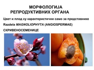 МОРФОЛOГИЈА
РЕПРОДУКТИВНИХ ОРГАНA
Цвет и плод су карактеристични само за представнике
Razdela MAGNOLIOPHYTA (ANGIOSPERMAE)
СКРИВЕНОСЕМЕНИЦЕ

 