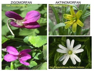 ZIGOMORFAN
Fam. Violaceae Viola sp.

AKTINOMORFAN
Fam. Liliaceae Gagea lutea

Fam. Caryophyllaceae Stellaria holostea

 