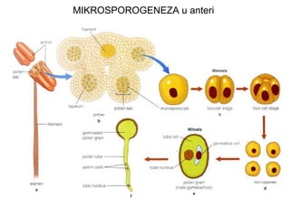 MIKROSPOROGENEZA u anteri

 