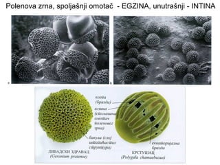 Polenova zrna, spoljašnji omotač - EGZINA, unutrašnji - INTINA

 