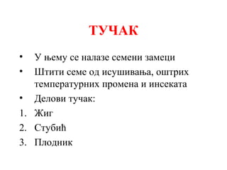 ТУЧАК
•
•

У њему се налазе семени замеци
Штити семе од исушивања, оштрих
температурних промена и инсеката
• Делови тучак:
1. Жиг
2. Стубић
3. Плодник

 