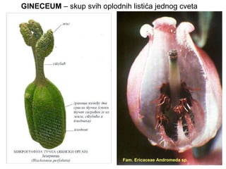 GINECEUM – skup svih oplodnih listića jednog cveta
Fam. Ericaceae Andromeda
sp.

Fam. Ericaceae Andromeda sp.

 