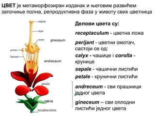 ЦВЕТ је метаморфозиран изданак и његовим развићем
започиње полна, репродуктивна фаза у животу свих цветница
Делови цвета су:
receptaculum - цветна ложa
gineceum

andreceum

petale

casica
receptaculum

perijant - цветни омотач,
састоји се од:
calyx - чашице i corolla крунице
sepale - чашични листићи
petale - крунични листићи
andreceum - сви прашници
једног цвета
gineceum – сви оплодни
листићи једног цвета

 