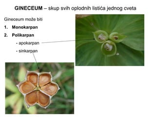 GINECEUM – skup svih oplodnih listića jednog cveta
Gineceum može biti
1. Monokarpan
2. Polikarpan
- apokarpan
- sinkarpan

 