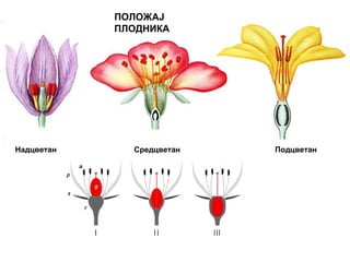 ПОЛОЖАЈ
ПЛОДНИКА

Надцветан

Средцветан

Подцветан

 