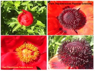 Fam. Papaveraceae Papaver orientale

Fam. Paeoniaceae Paeonia decora

 
