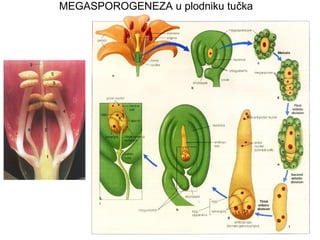 MEGASPOROGENEZA u plodniku tučka

 