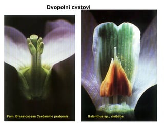 Dvopolni cvetovi

Fam. Brassicaceae Cardamine pratensis

Galanthus sp., visibaba

 