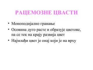 РАЦЕМОЗНЕ ЦВАСТИ
• Моноподијално гранање
• Осовина дуго расте и образује цветове,
па се тек на крају развија цвет
• Најмлађи цвет је онај који је на врху

 