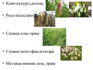 • Клип-кукуруз,козлац
• Реса-леска,орах

• Сложен клас-траве

• Сложен штит-фам.штитара
• Метлица-винова лоза, траве

 