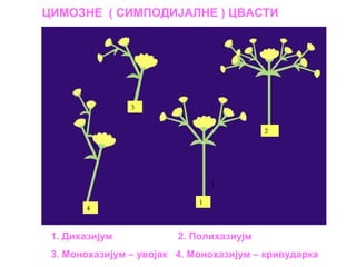 ЦИМОЗНЕ ( СИМПОДИЈАЛНЕ ) ЦВАСТИ

3
2

1
4

1. Дихазијум

1

2. Полихазиујм

3. Монохазијум – увојак 4. Монохазијум – кривударка

 