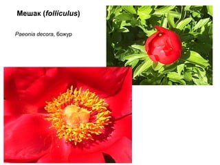 Мешак (folliculus)
Paeonia decora, божур

 